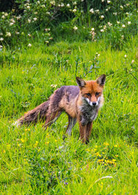 Portrait of cat standing in field