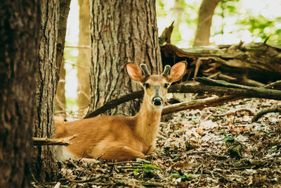 Young deer laying down 