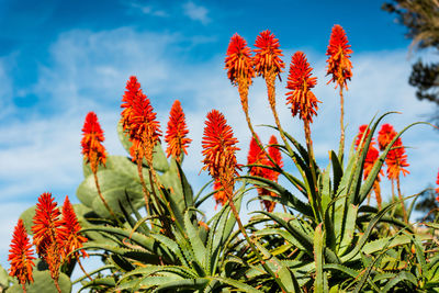 Close-up of red flowers blooming against sky