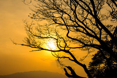 Low angle view of silhouette tree against sky during sunset