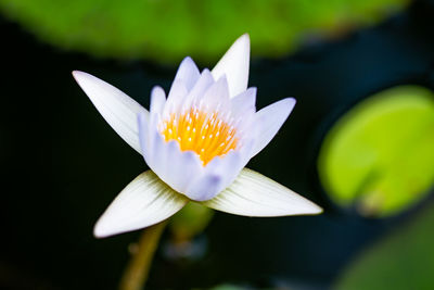 Close-up of lotus water lily in pond