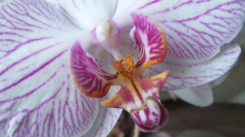 Macro shot of pink flower