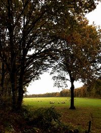 Trees on field against sky