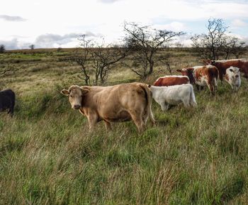 Cows on field against sky