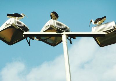 Low angle view of birds perching on the sky