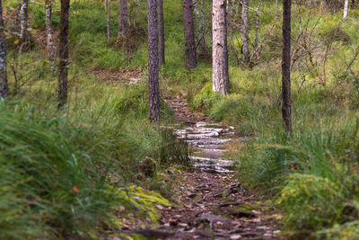 Stream amidst trees in forest