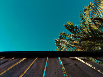 Palm trees against blue sky