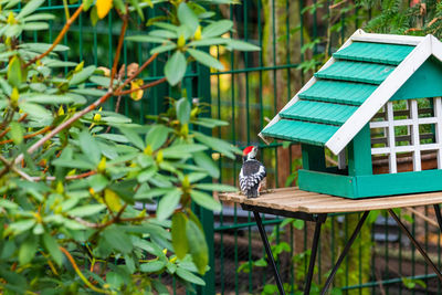 View of bird on feeder