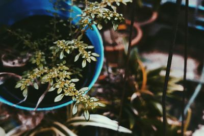 Close-up of plant against blurred background