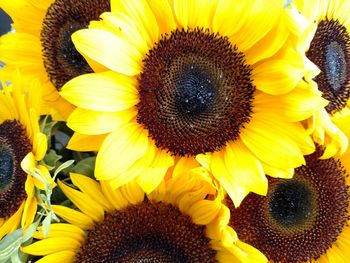 Close-up of sunflower