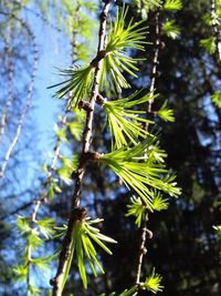 Low angle view of pine tree