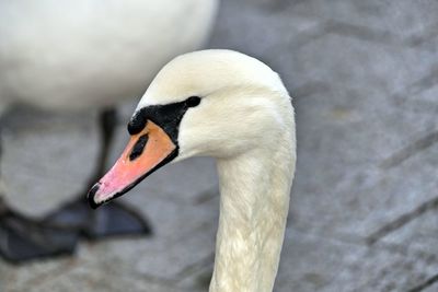 Close-up of swan perching on cobblestone street
