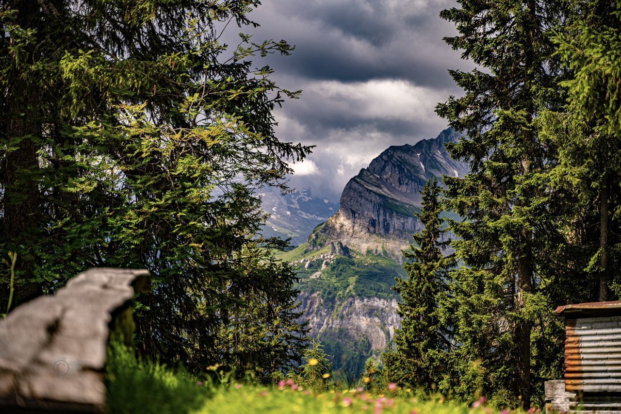 SCENIC VIEW OF TREES AGAINST SKY