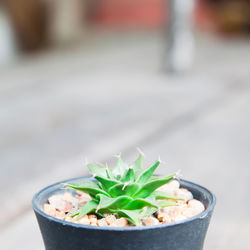 Close-up of potted plant on table