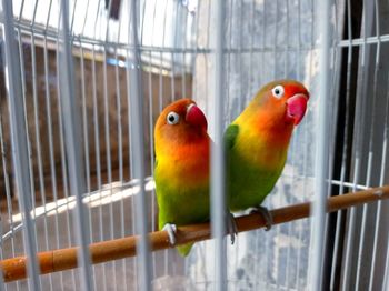 Close-up of parrot in cage