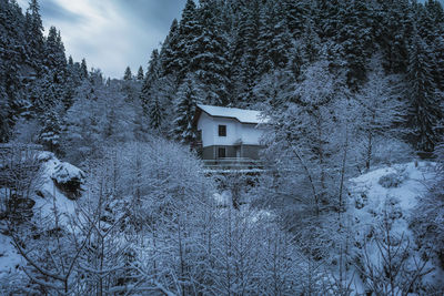 Snow covered trees by building against sky