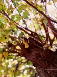 Close-up of butterfly perching on tree