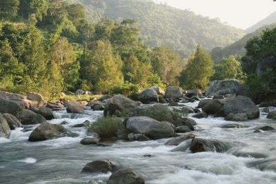 Scenic view of river flowing through rocks in forest