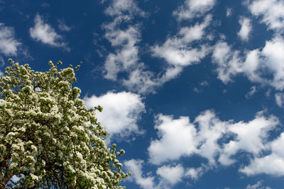 Low angle view of tree against sky