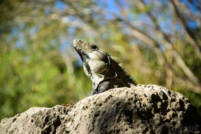 Lizard on rock against sky