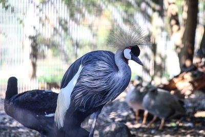 Grey crowned crane perching on branch at zoo