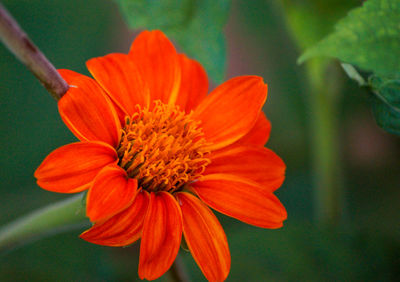 Close-up of fresh white flower