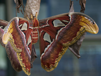 Silkworm moth in thailand 