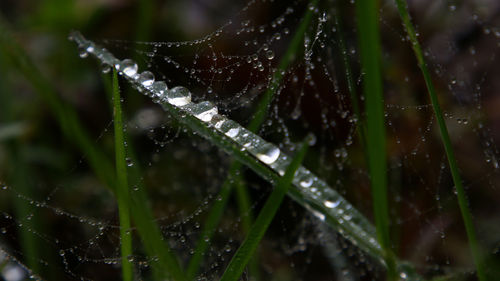 Close-up of wet plant during rainy season