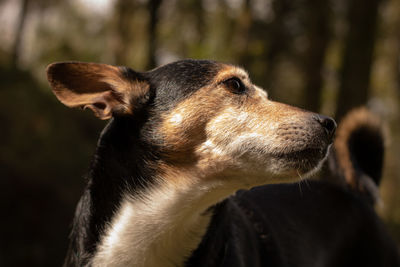 Close-up of dog looking away