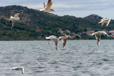 Seagulls flying over sea