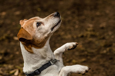 Close-up of dog on field