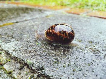 Close-up of snail on rock