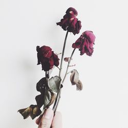 Close-up of hand holding flower over white background