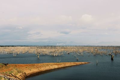 View of birds in lake against sky