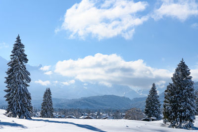 Pine trees on snowcapped mountains against sky