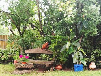 Bird on plants against trees