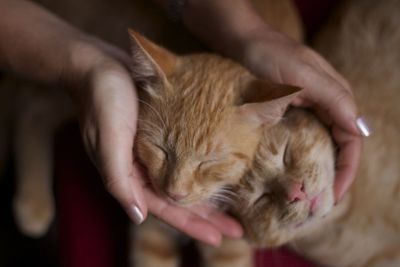 Cropped hands petting cats