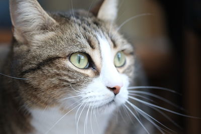 Close-up portrait of a cat