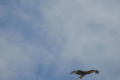 Low angle view of bird flying against sky