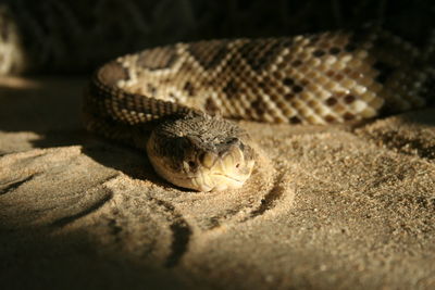 Close-up of lizard in a zoo