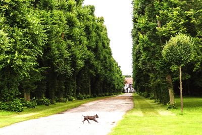 View of dog running on street amidst trees