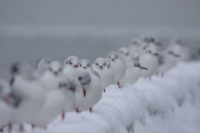 Close-up of snow against sky