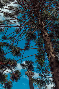 Low angle view of trees in forest against blue sky