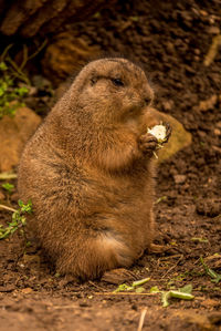 Chubby prairie dog eating