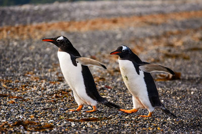 Full length of penguins on shore