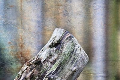 Close-up of wood