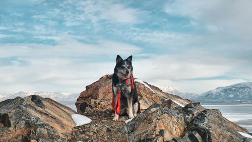 Dog standing on rock against sky