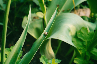 Close-up of water drops on plant