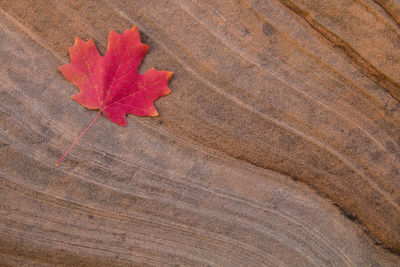 High angle view of autumn leaf on table