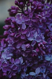 Close-up of purple flowers